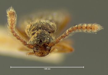 Media type: image;   Entomology 6184 Aspect: head frontal view